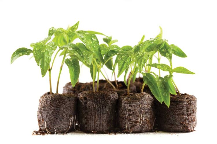 The Nuts and Bolts of Starting Seeds Indoors